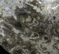 Polished / Ammonite (Choffaticeras?) - Goulmima, Morocco #27366-8